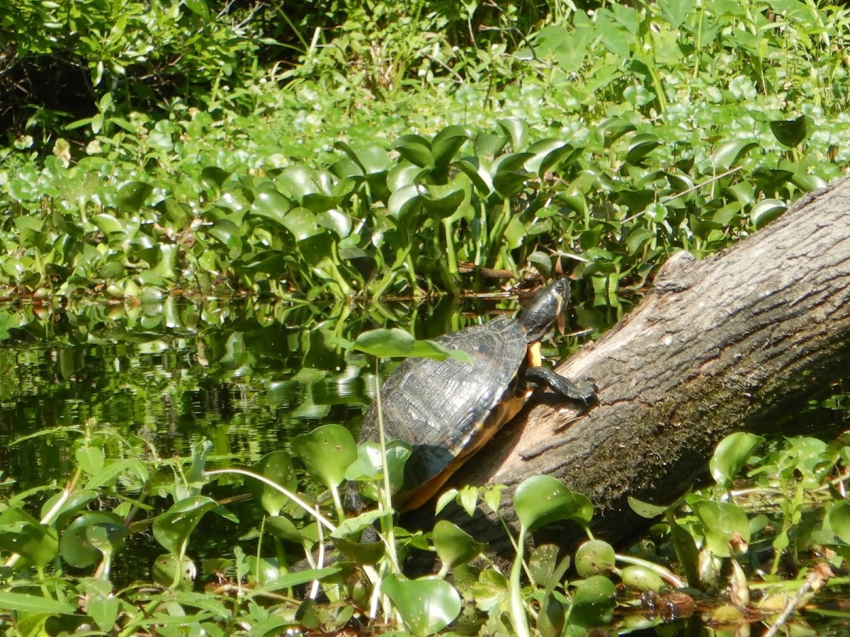 Amelia Island Kayak Excursions photo 5
