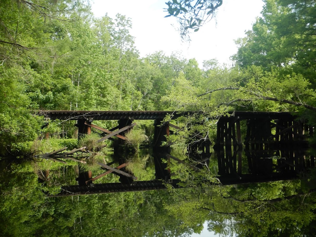 Amelia Island Kayak Excursions photo 6