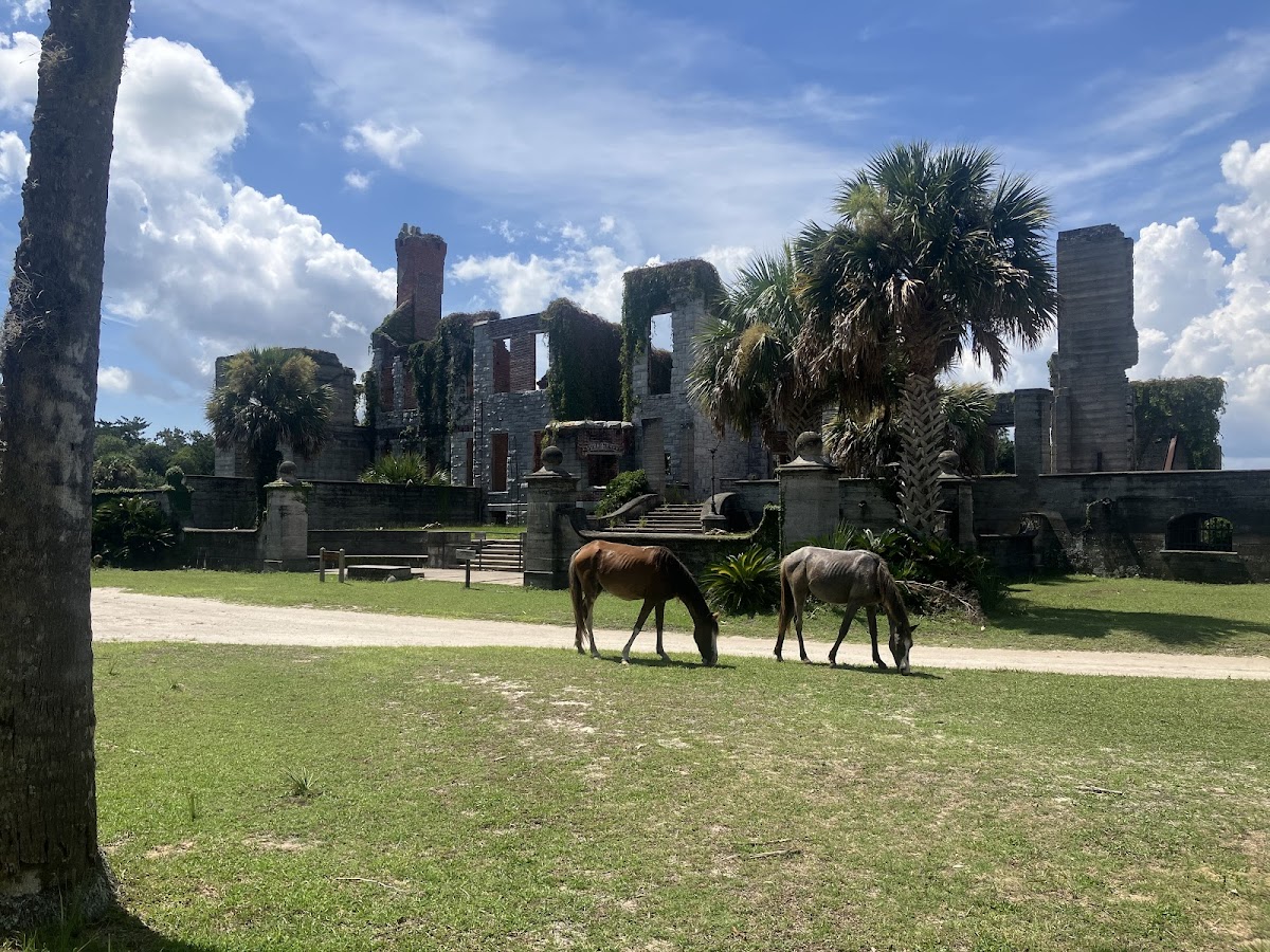 Amelia Island Kayak Excursions photo 9