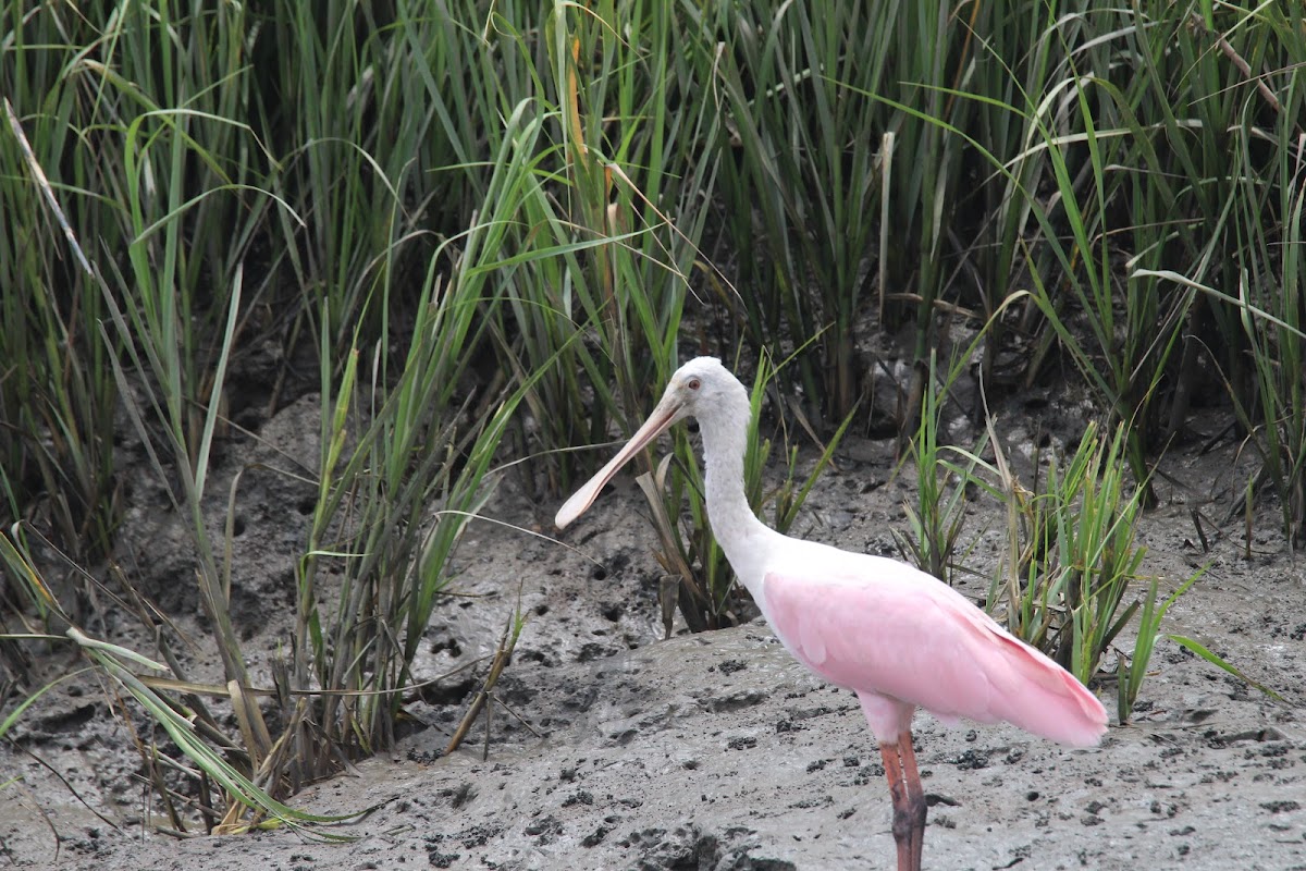 Cruisin Tikis Amelia Island photo 5