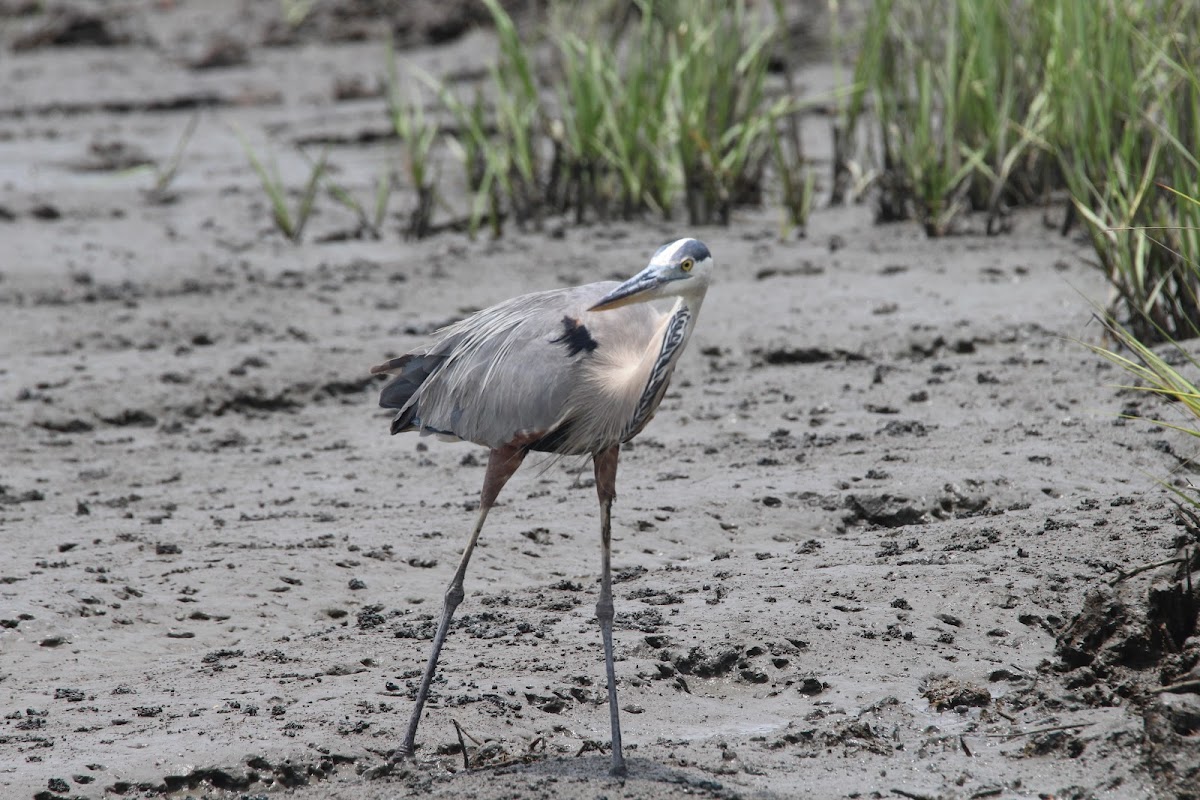 Cruisin Tikis Amelia Island photo 8
