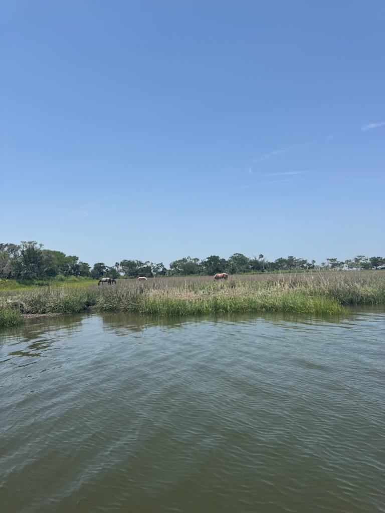 Evolution Jetsports (Jet Ski Eco Tours - Amelia Island) photo 4