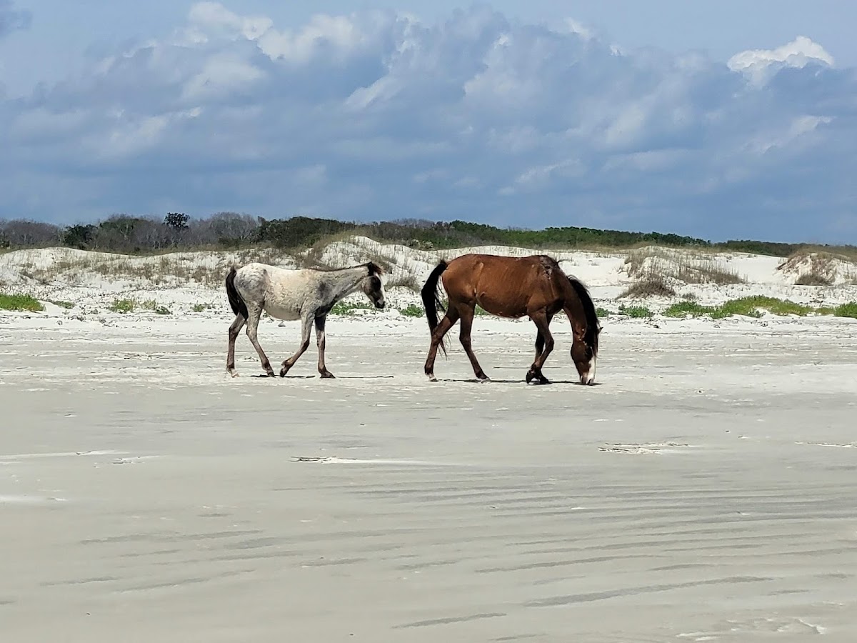 Evolution Jetsports (Jet Ski Eco Tours - Amelia Island) photo 6