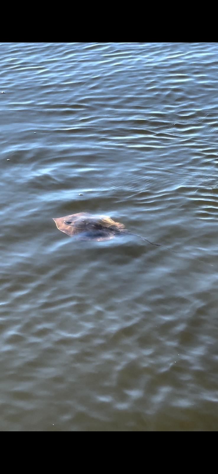 Jet Ski Amelia photo 3