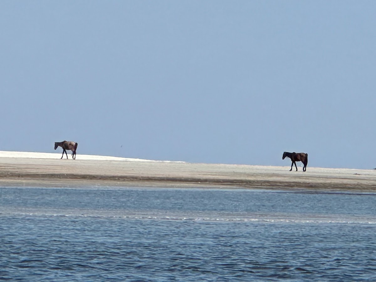 Jet Ski Amelia photo 5