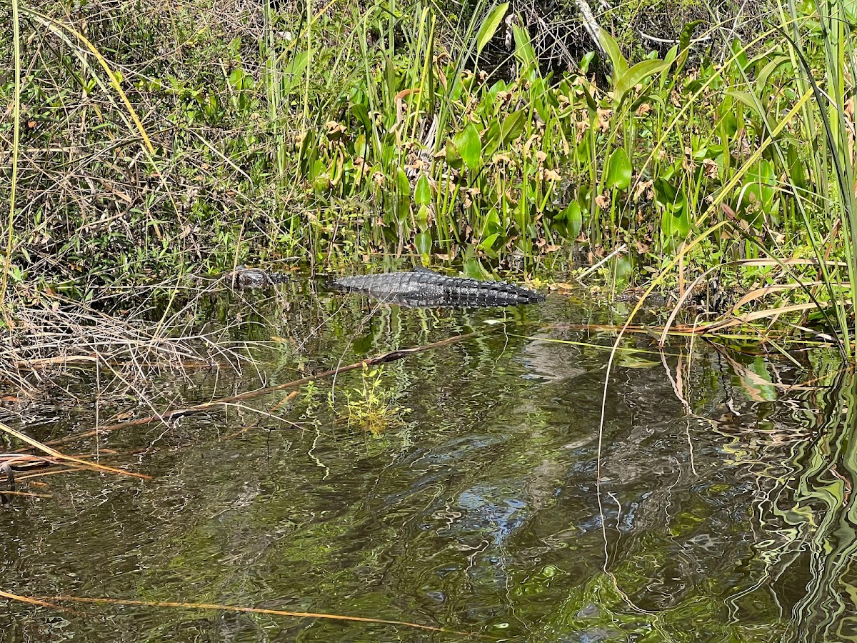Paddle Jax Amelia photo 7