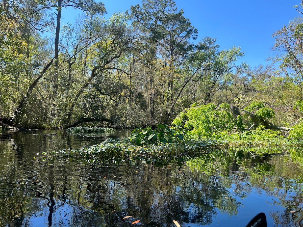 Paddle Jax Amelia photo 9